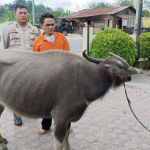 Pencuri Kerbau di Taput