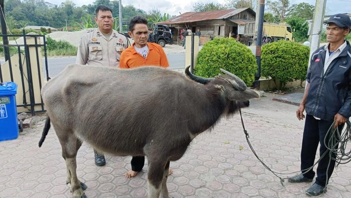 Pencuri Kerbau di Taput